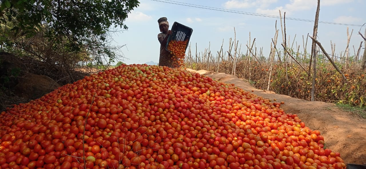 ஆண்டு முழுவதும் நிரந்தர விலை... நியாய விலைக்கடைகளில் தக்காளி விற்பனை - ஓசூர் விவசாயிகள் கோரிக்கை