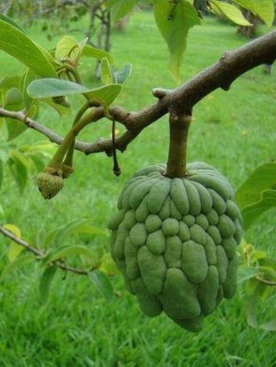 रामफल बना किसानों के लिए वरदान, कर रहे हैं बढ़िया कमाई