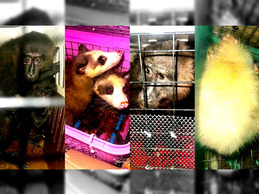 7 Exotic Wild Animals Rescued In Assam’s Cachar, 5 Smugglers Arrested Assam News 7 Exotic Wild Animals Rescued In Cachar 5 Smugglers Arrested Assam Police 7 Exotic Wild Animals Rescued In Assam’s Cachar, 5 Smugglers Arrested