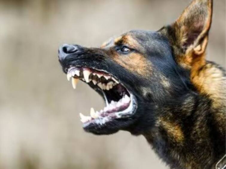 Kerala Police Face Dog Threat During Raids As they are trained To Bite Anyone In Khaki ఖాకీ డ్రెస్ వేసుకున్న వాళ్లని కరిచేలా కుక్కలకు ట్రైనింగ్, తప్పించుకునేందుకు డ్రగ్ డీలర్ మాస్టర్ ప్లాన్‌