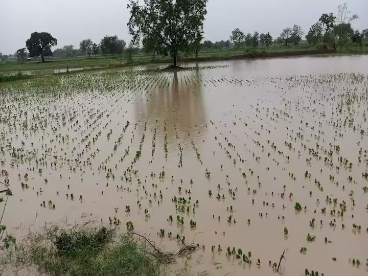 Heavy rains in 50 mandals in Marathwada  More than 100 mm rainfall in eight circles Marathwada Rain Update : मराठवाड्यातील सहा जिल्ह्यातील 50 मंडळात अतिवृष्टी; आठ मंडळात 100 मिलिमीटरपेक्षा अधिक पाऊस