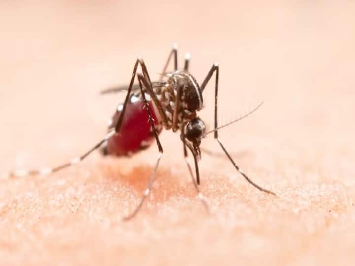 health tips how dengue fever repeat infection know details Dengue : क्या दूसरी बार डेंगू होना ज्यादा खतरनाक, जानें क्या कहते हैं एक्सपर्ट्स