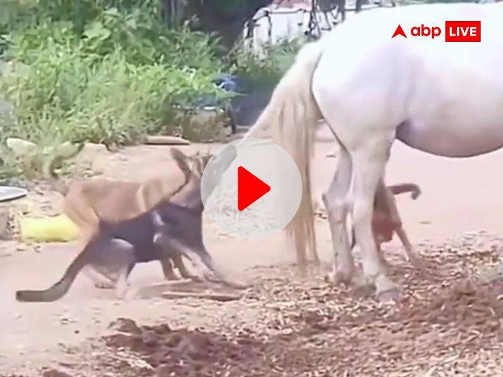 Dogs Harassing horse testing patience level got strong kick watch this viral video घोड़े को परेशान करना कुत्तों को पड़ा भारी, पड़ी ऐसी जोरदार लात- देखें ये वायरल वीडियो