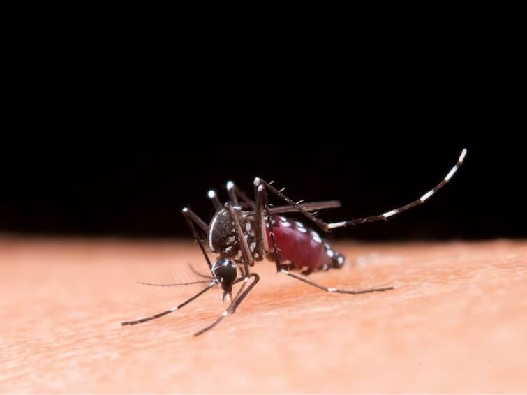 Around 38000 Dengue Cases Reported This Season In West Bengal Until September 20 Bengal Dengue Cases: బెంగాల్‌లో డెంగ్యూ విజృంభణ, 38 వేల డెంగ్యూ కేసులు నమోదు