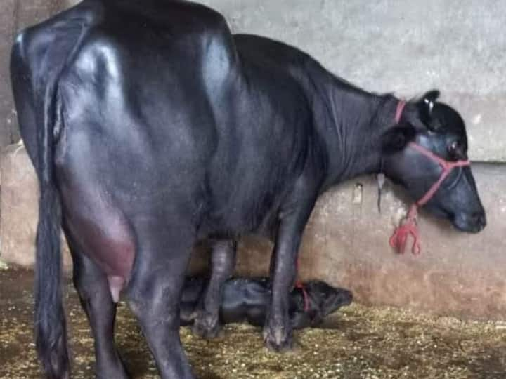 This kind of buffalo produces the most milk per day ये है ज्यादा दूध देने वाली भैंस की नस्ल, एक दिन में देती है इतना दूध