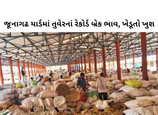 Record break prices of Tuvar in Junagadh APMC  Junagadh: જૂનાગઢ માર્કેટિંગ યાર્ડમાં તુવેરનાં રેકોર્ડ બ્રેક ભાવ, ખેડૂતો ખુશખુશાલ  