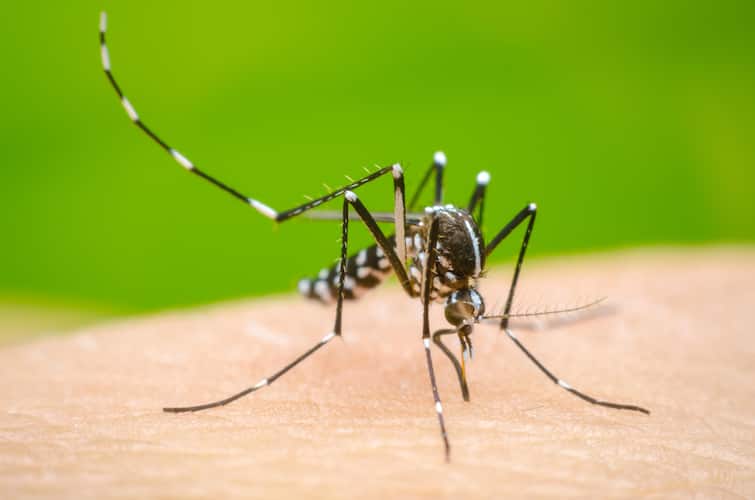Dengue Death Tamil Nadu: 5-Year-Old Dies Of Dengue In Tirupattur, District Ramps Up Measures To Prevent Spread Tamil Nadu: 5-Year-Old Dies Of Dengue In Tirupattur, District Ramps Up Measures To Prevent Spread