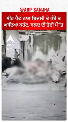 ਮੀਂਹ ਪੈਣ ਨਾਲ ਬਿਜਲੀ ਦੇ ਖੰਬੇ ਚ ਆਇਆ ਕਰੰਟ, ਬਲਦ ਦੀ ਹੋਈ ਮੌ ਤ