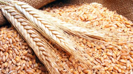 Wheat Prices jumps due to heavy demand due to festive season prices shoots up by 22 percent in 6months Wheat Prices : दर नियंत्रणासाठी सरकारचे प्रयत्न, तरीही गव्हाच्या दरात वाढ सुरुच; सहा महिन्यात 'एवढी' वाढ
