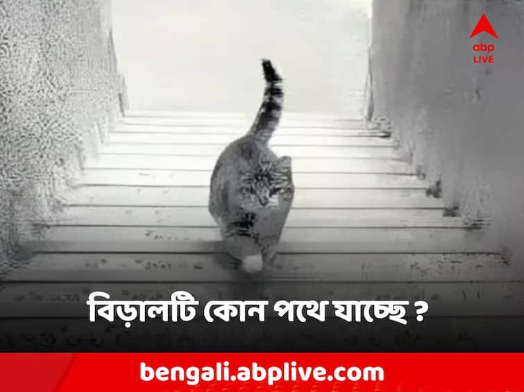 Optical Illusion cat image in staircase finding from this picture Optical Illusion: বিড়ালটি সিঁড়ি দিয়ে উঠছে নাকি নামছে? চোখ ধাঁধানো ছবিতে মগ্ন নেটিজেনরা