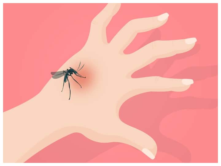 Health Tips what is the dengue mosquito like and at what time of the day does it bite the most marathi news Health Tips : डेंग्यूचा डास कसा असतो? दिवसातून कोणत्या वेळी तो सर्वात जास्त चावतो? जाणून घ्या