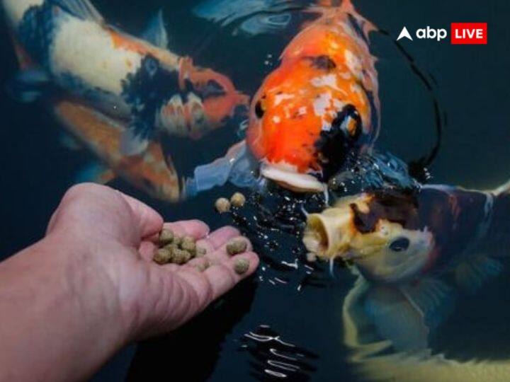 हिंदू धर्म में मछली से जुड़े उपाय है जिनका पालन करना चाहिए. मछली को जल की रानी कहा जाता है. जल पॉजीटिव एनर्जी का बहुत बड़ा स्त्रोत होता है.