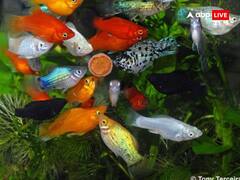 Machli Ke Upay: मछली को आटा खिलाना क्यों है फायदेमंद, जानें जल की रानी से जुड़े उपाय