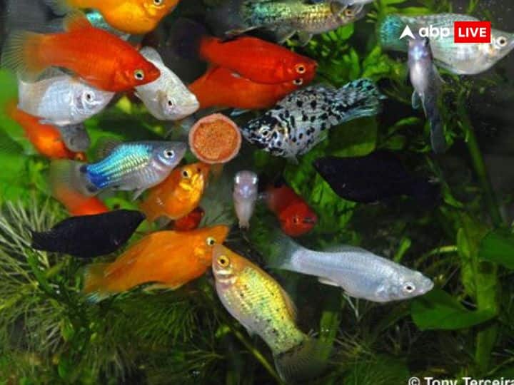 पशु पक्षियों की सेवा करना बेहद शुभ माना जाता है. वहीं मछली की सेवा करना , या उसे खाना खिलाना बहुत शुभ माना जाता है. ऐसे में मछली आपके खराब ग्रहों की स्थिति को भी ठीक करती है.