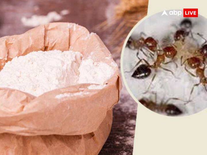 आटे में चीनी मिलाकर चीटियों को खिलाने से आपका दुर्भाग्य दूर होता है. अगर आप ये काम रोज करते हैं तो आपको ग्रह शांत होते हैं और आपको जीवन में सुख की प्राप्ति होती है.