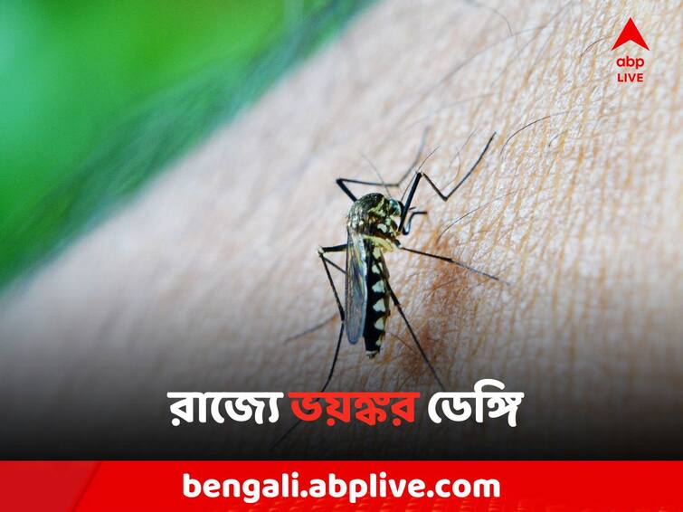 Kolkata Dengue Situation increases data dispute allegation on Dengue: রাজ্যে ভয়ঙ্কর ডেঙ্গি পরিস্থিতি, তথ্য গোপনের অভিযোগ