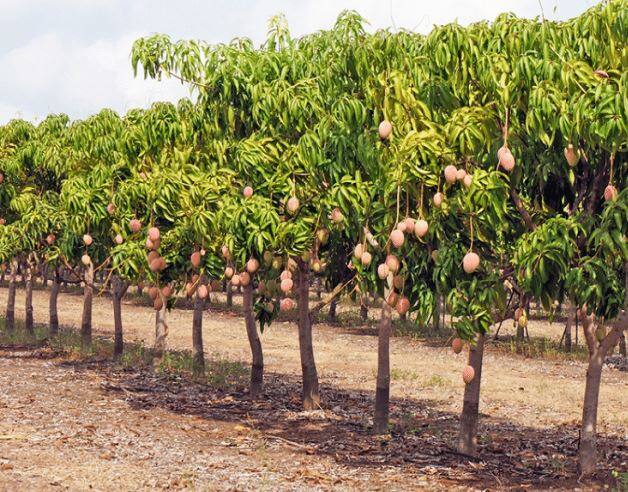 Agriculture News Maharashtra Government Help to revive old orchards Agriculture News : जुन्या फळबागांचं होणार पुनरुज्जीवन, 'या' योजनेअंतर्गत शेतकऱ्यांना मिळणार मदत; वाचा सविस्तर