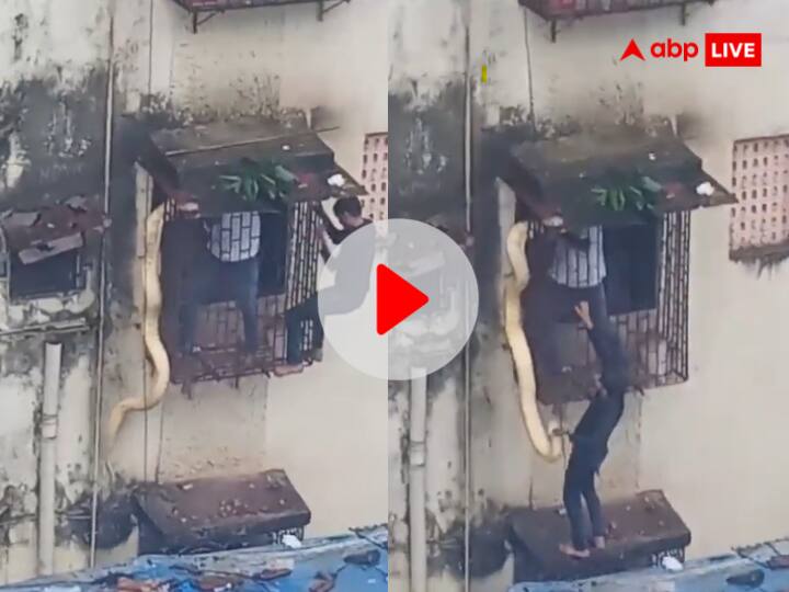 Thane Python Dangles From Building Window Video Viral इमारत की खिड़की पर लटका दिखा विशाल 'अजगर', Video देख छूटे लोगों के पसीने