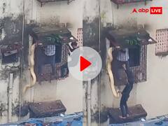 इमारत की खिड़की पर लटका दिखा विशाल 'अजगर', Video देख छूटे लोगों के पसीने