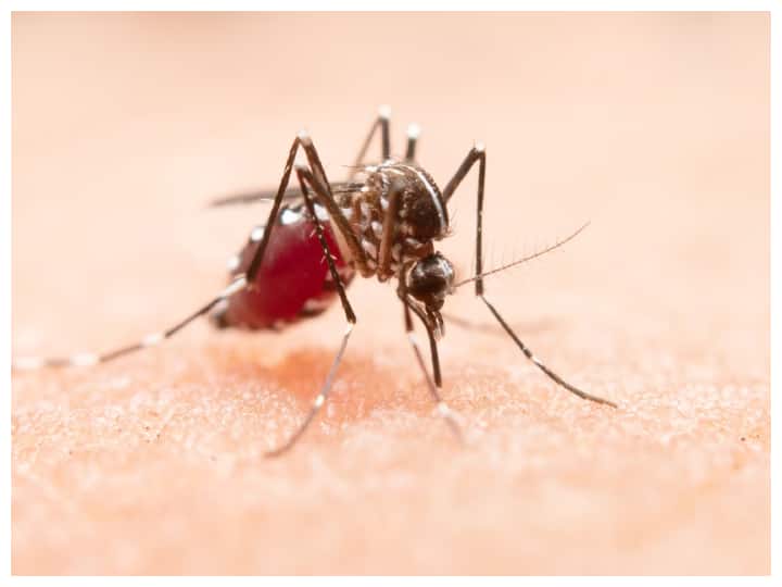If both dengue and chikungunya are caused by mosquito bites then what is the difference between the two डेंगू और चिकनगुनिया दोनों होते तो मच्छर के काटने से हैं, फिर दोनों के फर्क क्या है?