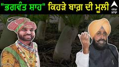 Mann Vs Bajwa: ਰਾਜ ਤਾਂ ਰਾਜਿਆ ਦੇ ਨਹੀਂ ਰਹੇ 