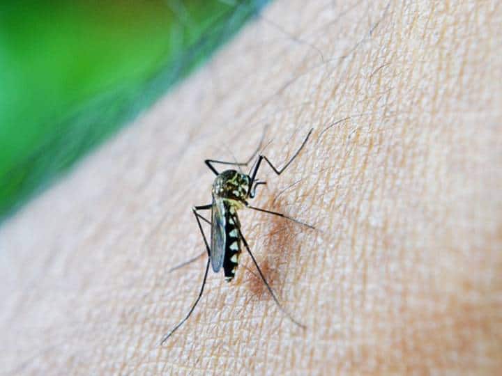 Dengue Fever: डेंगू के मच्छर दिन के वक्त सिर्फ पैर में काटते हैं, जानें हेल्थ एक्सपर्ट क्या देते हैं लॉजिक? Dengue Symptoms precautions and how to treat it at home Dengue Fever: डेंगू के मच्छर दिन के वक्त सिर्फ पैर में काटते हैं, जानें हेल्थ एक्सपर्ट क्या देते हैं लॉजिक?