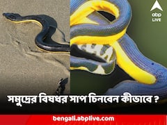 সমুদ্রের বিষধর সাপ চিনবেন কীভাবে ? দিঘায় Yellow-Bellied Sea Snake আতঙ্ক নিয়ে কী বললেন বাংলার 'সাপ ডাক্তার' ?