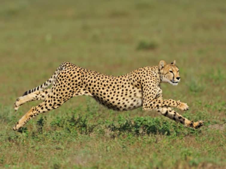 Officials Say India Potential Cheetah Imports From Northern Africa Under Discussion India's Potential Cheetah Imports From Northern Africa Under Discussion, Officials Say