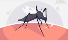 Dengue Fever: ਡੇਂਗੂ ਦਾ ਮੱਛਰ ਸਿਰਫ ਗੋਡਿਆਂ ਤੋਂ ਹੇਠਾਂ ਹੀ ਕੱਟਦਾ? ਜਾਣੋ ਕੀ ਕਹਿੰਦੇ ਮਾਹਰ