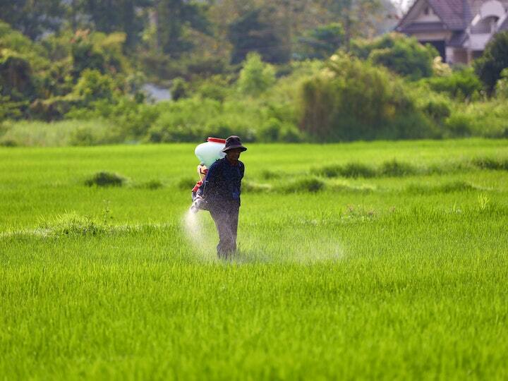 Increase in consumption of DAP and urea know what union fertilizer secreatry says डीएपी और यूरिया की खपत में हुआ बड़ा इजाफा, केंद्रीय उर्वरक सचिव ने कहा...