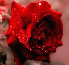 Skin Care Tips : गुलाबाच्या पाकळ्यांचा करा 'असा' वापर, मिळेल चमकदार आणि निरोगी त्वचा