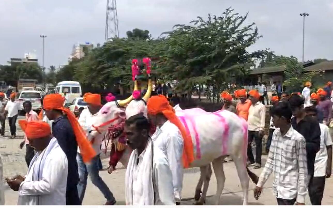 Nashik : पठ्ठ्याची कमाल, कारच्या किंमतीत केली बैलजोडीची खरेदी; गावकऱ्यांनी फेटे बांधत काढली मिरवणूक 