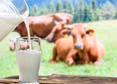 Dairy Business : 'डेअरी व्यवसाय' करा, कमी खर्चात भरघोस नफा