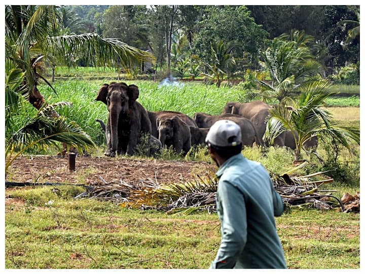 Chhattisgarh News Villagers are using electric current to save themselves from elephant violence, laid electric net around the house ann Chhattisgarh News: हाथियों के उत्पात से बचने के लिए ग्रामीण कर रहे करंट का इस्तेमाल, घर के चारों ओर बिछाए बिजली के तार