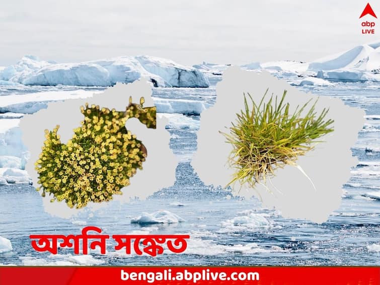 Flowers have started growing rapidly in Antarctica which is not a good news Flowers in Antarctica: বরফ সরিয়ে জায়গা দখল, দাপট দেখাচ্ছে ঘাসজমি-ফুলগাছ, আন্টার্কটিকায় ঘনাচ্ছে বিপদ