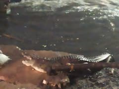 హైదరాబాద్ లో నాలాలో కొట్టుకువచ్చిన మొసలి, స్థానికుల భయాందోళన