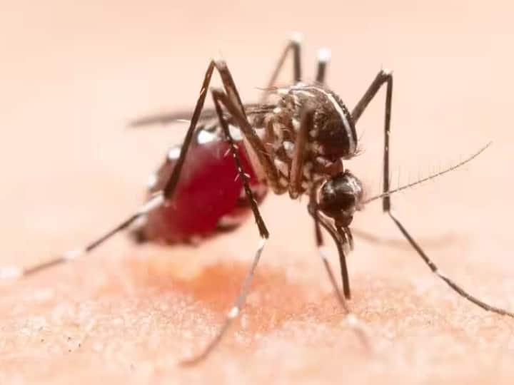 Dengue Fear increase trouble of Delhites MCD claims 3000 dengue patients 4 year record broken in September 2023 Dengue In Delhi: दिल्ली में डेंगू का खतरा, 6 माह में 3000 मामले आये सामने, सितंबर में मरीजों की संख्या ने तोड़ा 4 साल का रिकॉर्ड 