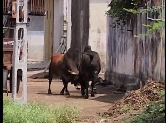 A woman died after being hit by a bull in Rajkot's Dodiyala Rajkot: ડોડીયાળામાં આખલાએ વૃદ્ધાને હડફેટે લેતા મોત, સીસીટીવીમાં જોવા મળ્યો અફરાતફરીનો માહોલ