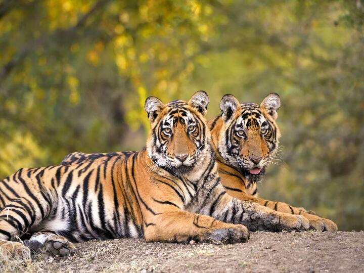 Tigers will roar in Bihar Valmiki Tiger Reserve and Kaimur Wildlife Sanctuary Nitish government is making preparations Bihar News: बिहार में अब VTR के बाद कैमूर में भी दहाड़ेंगे बाघ, नीतीश सरकार कर रही है तैयारी