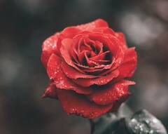 Skin Care Tips : गुलाबाच्या पाकळ्यांचा करा 'असा' वापर, मिळेल चमकदार आणि निरोगी त्वचा