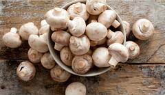 Benefits Of Mashroom : आरोग्याकरता उपयुक्त आहे मशरूम, फायदे वाचून व्हाल अवाक