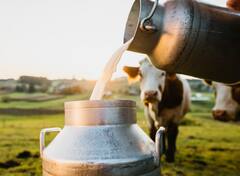 Dairy Business : 'डेअरी व्यवसाय' करा, कमी खर्चात भरघोस नफा