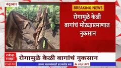 Nandurbar Farmer Banana Loss : शेतकरी संकटात,केळीच्या पिकांवर मर रोगाचा प्रादुर्भाव