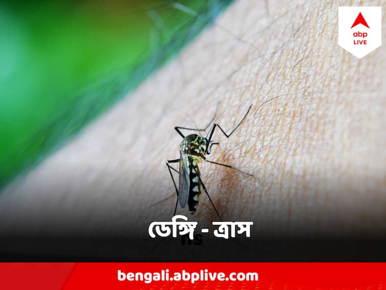 Dengue Spreads Rapidly in North 24 Pargana, More than 600 affected in Bongaon block Dengue : শুধু বনগাঁ ব্লকেই ডেঙ্গি আক্রান্ত ৬০০ র উপর, উত্তর ২৪ পরগণায় ডেঙ্গি - ত্রাস