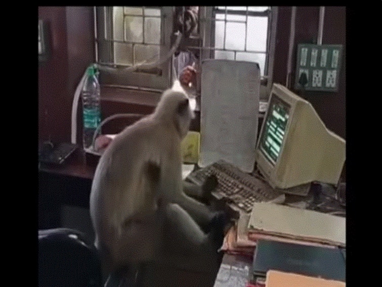 Langur Uses Computer At Railway Office In West Bengal Internet Is Amazed Langur Uses Computer At Railway Office In West Bengal, Internet Is Amazed