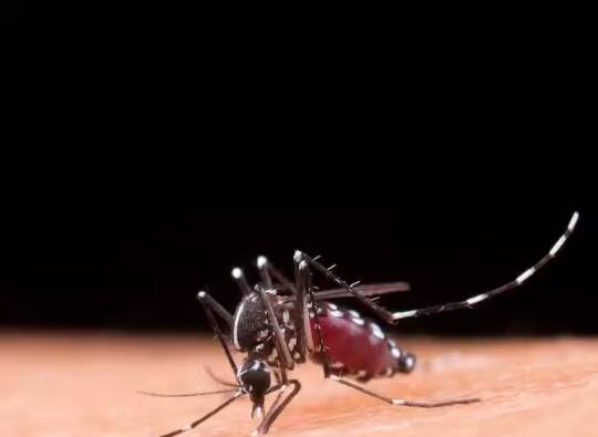 why-do-mosquitoes-bite-me-more-than-other-people Mosquito: ਕੀ ਸ਼ਰਾਬ ਪੀਣ ਵਾਲਿਆਂ ਲੋਕਾਂ ਨੂੰ ਘੱਟ ਕੱਟਦਾ ਮੱਛਰ! ਜਾਣੋ ਇਸ ਗੱਲ ਵਿੱਚ ਕਿੰਨੀ ਸੱਚਾਈ?
