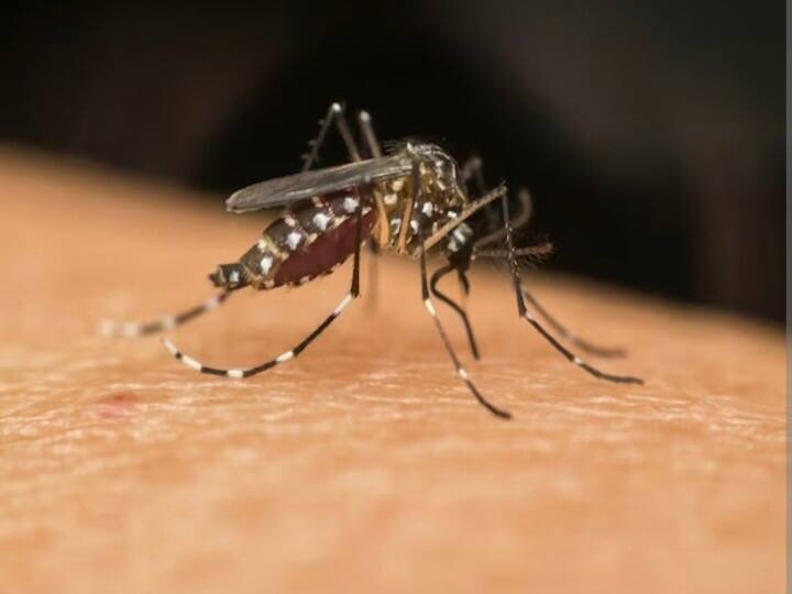 health tips dengue prevention in hindi know what to do and what to not सिर्फ मच्छर से बचकर ही नहीं... डेंगू से बचना है तो और क्या-क्या करना होगा?
