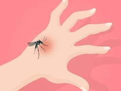 Dengue Fever: શું ડેન્ગ્યુના મચ્છર માત્ર ઘૂંટણની નીચે જ કરડે છે? જાણો નિષ્ણાંતોનો શું છે તર્ક