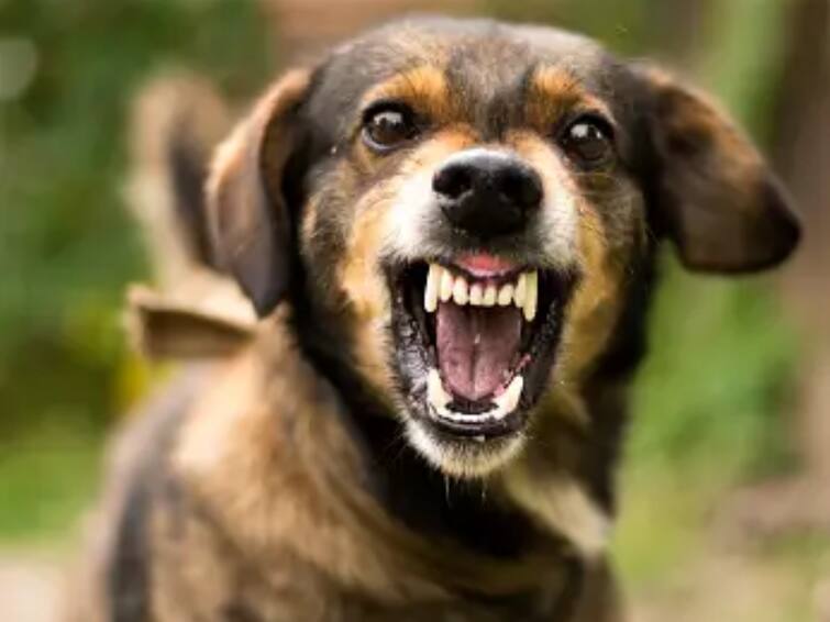 World Rabies Day 2023 History significance facts and more about this day World Rabies Day 2023: இன்று உலக ரேபிஸ் தினம்.. இதெல்லாம் உங்களுக்கு தெரியணும்..
