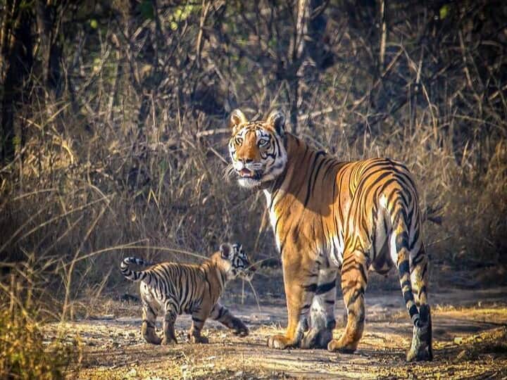 MP Tiger will be seen again in from October 1 Kanha Tiger Reserve Panna Tiger Reserve Ann MP News: एमपी में एक अक्टूबर से फिर होंगे टाइगर के दीदार, तीन महीने बाद खुलेंगे नेशनल पार्क के गेट